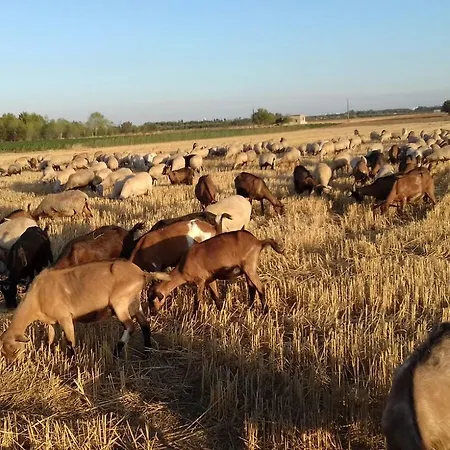Séjour à la ferme Masseria La Fica *